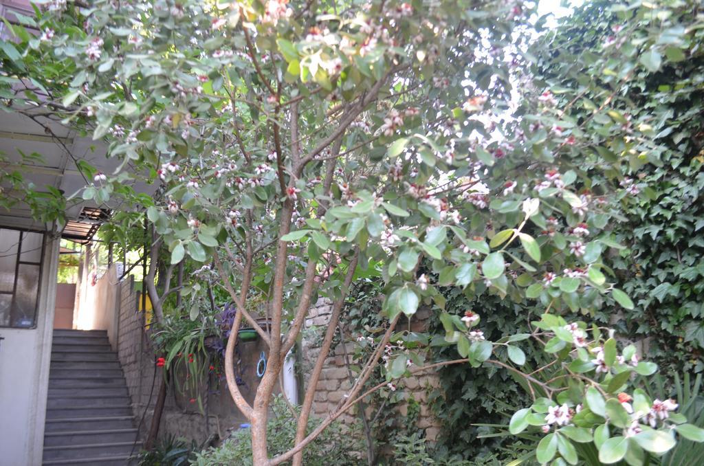 Alex'S Cosy Guesthouse Tbilisi Bagian luar foto