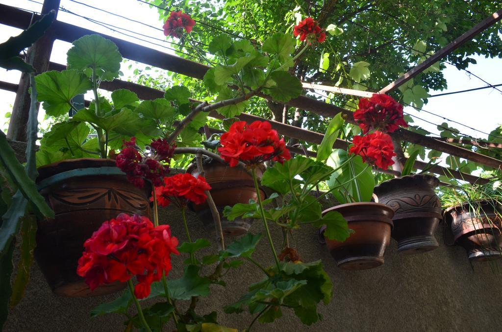 Alex'S Cosy Guesthouse Tbilisi Bagian luar foto